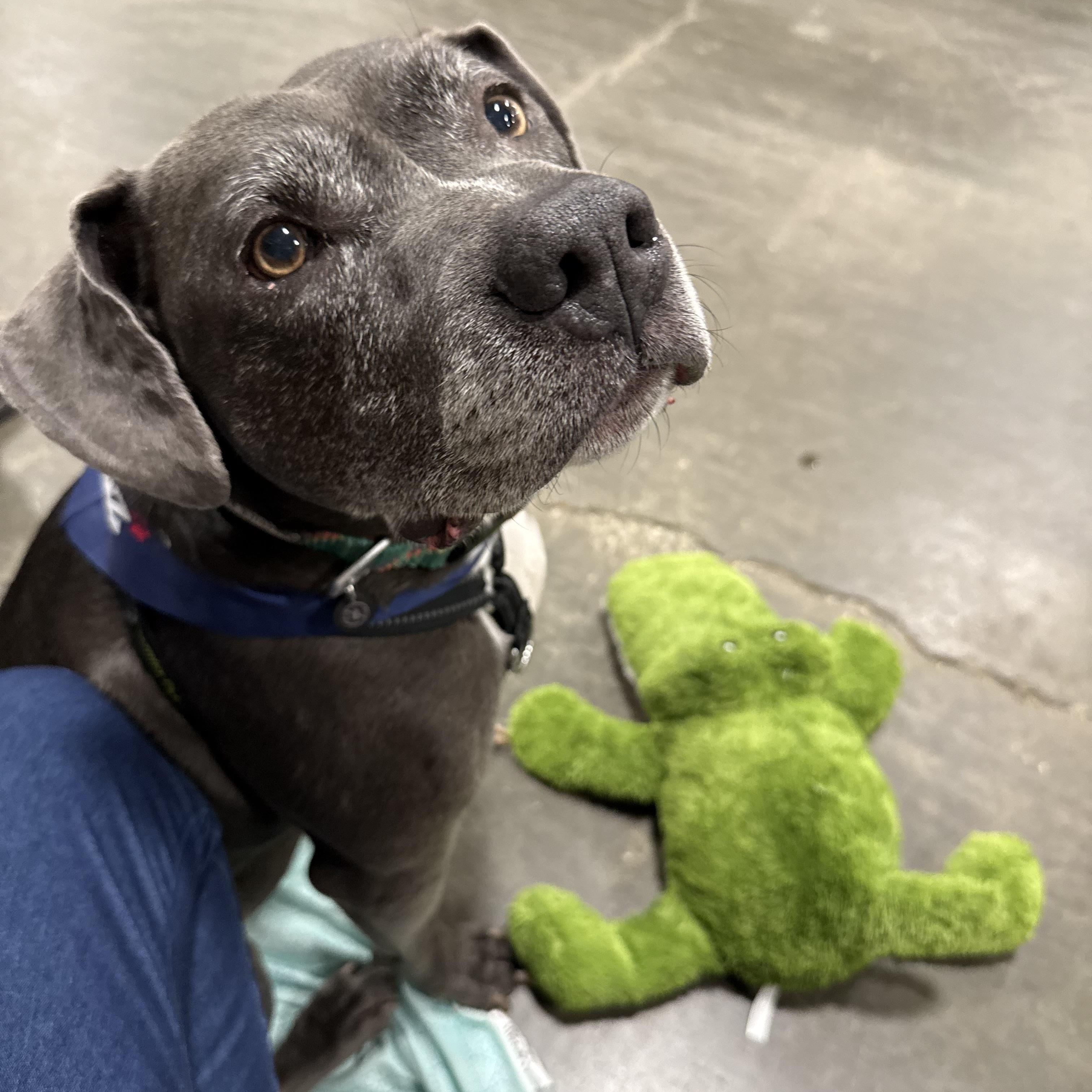 Enlarge Captain (in a FOSTER home), a ADOPTABLE mixed breed in Springfield, IL image 3/4