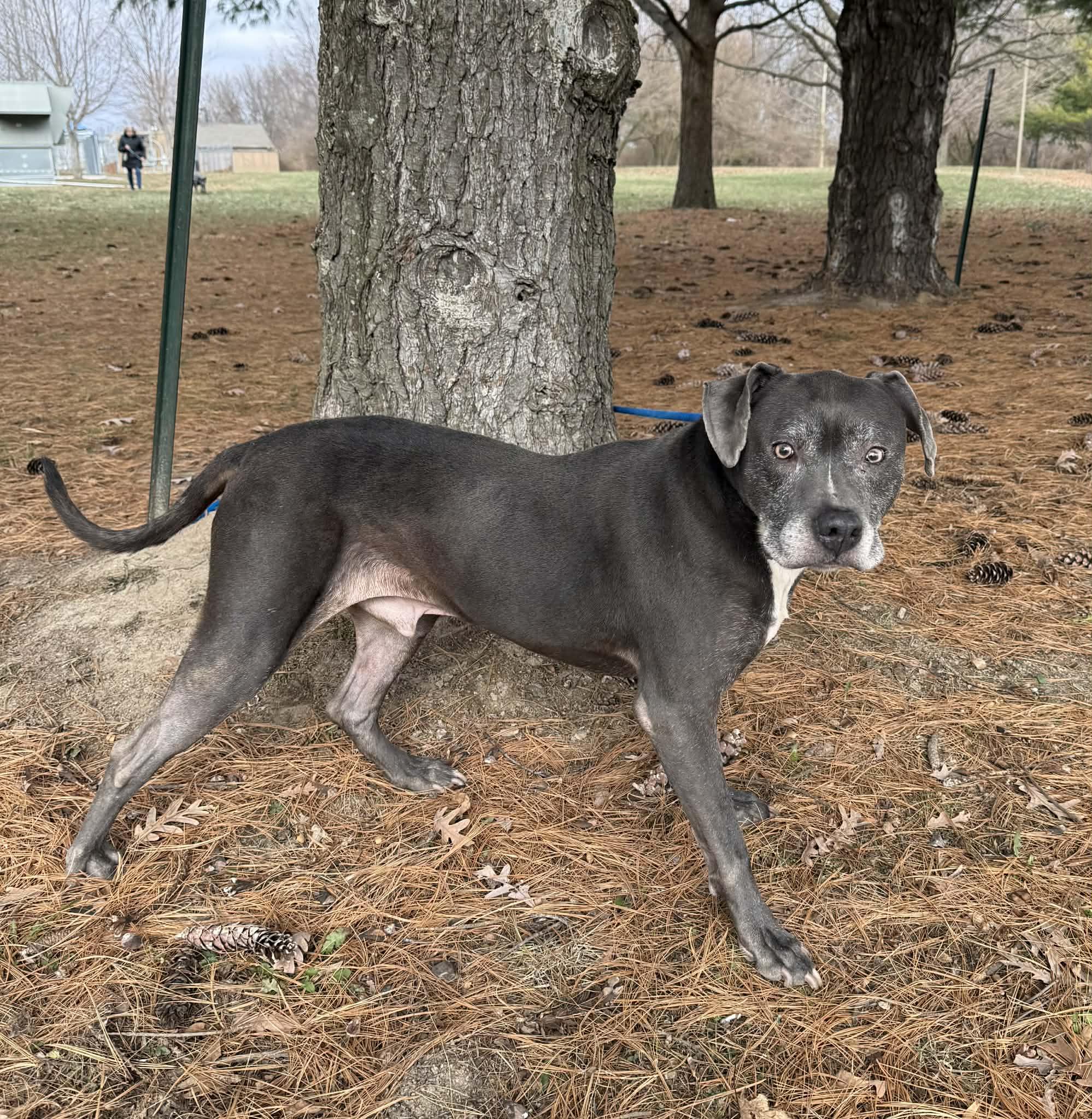 Enlarge Captain (in a FOSTER home), a ADOPTABLE mixed breed in Springfield, IL image 5/6