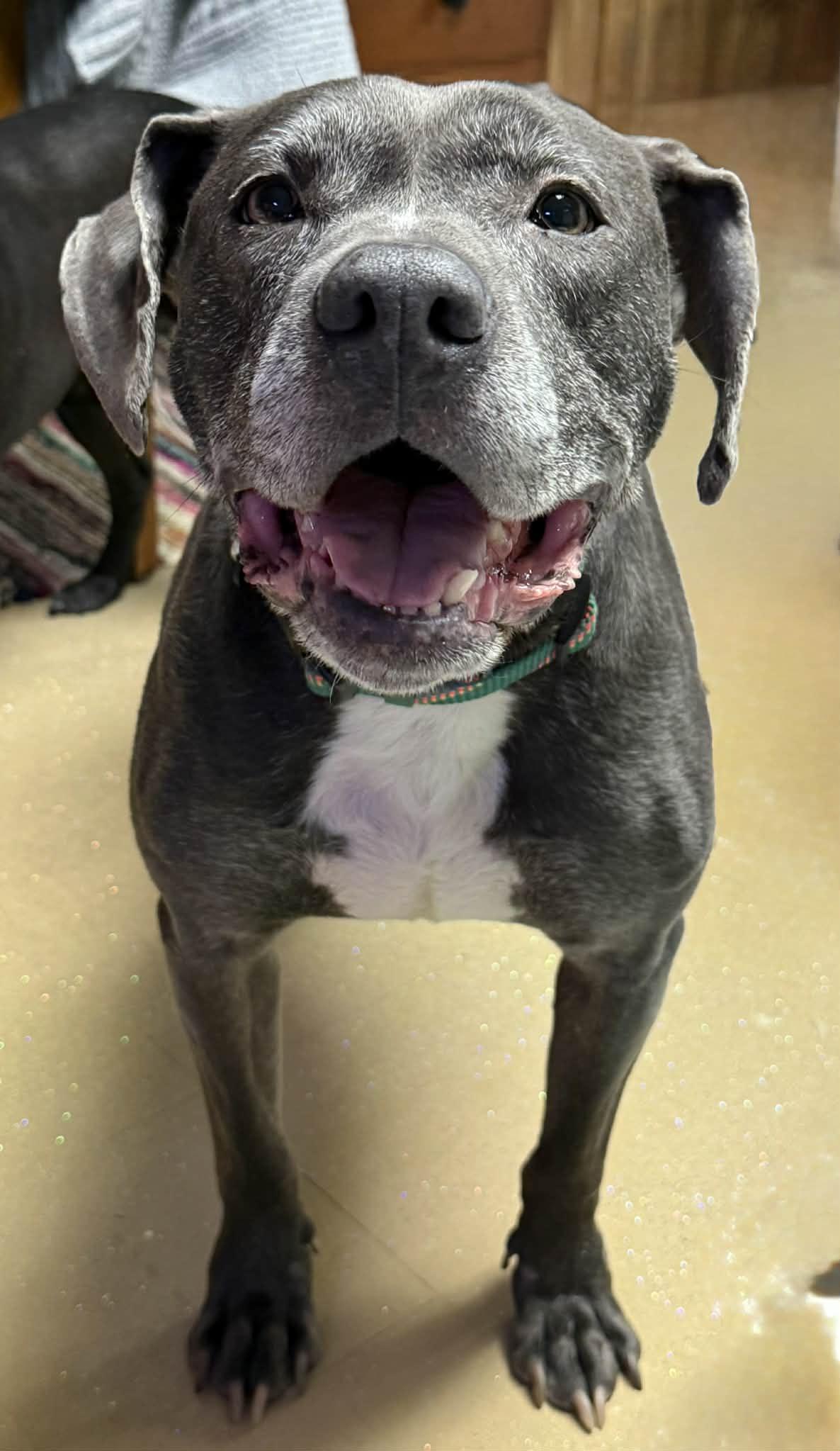 Captain (in a FOSTER home), ADOPTABLE, Adult Male Pit Bull Terrier.