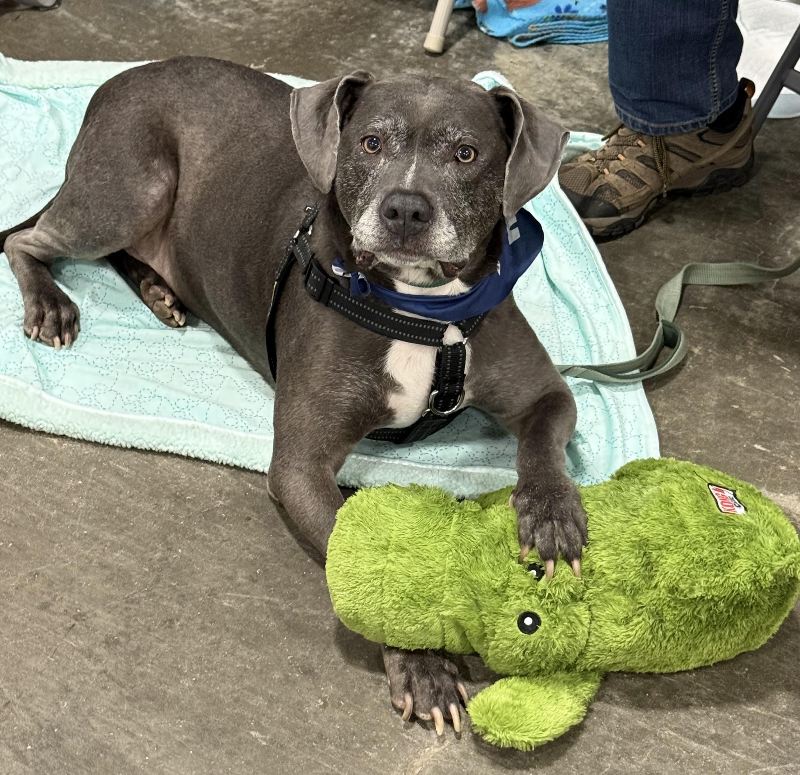 Enlarge Captain (in a FOSTER home), a ADOPTABLE mixed breed in Springfield, IL image 1/4