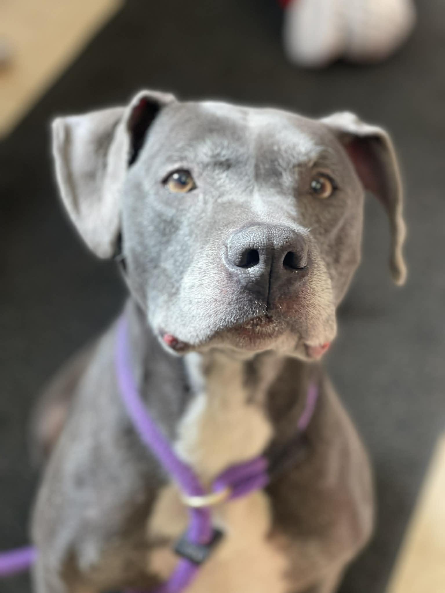 Enlarge Captain (in a FOSTER home), a ADOPTABLE mixed breed in Springfield, IL image 2/6