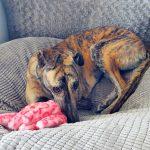 PAT J READYFORLT, Adoptable, Adult Female Greyhound.