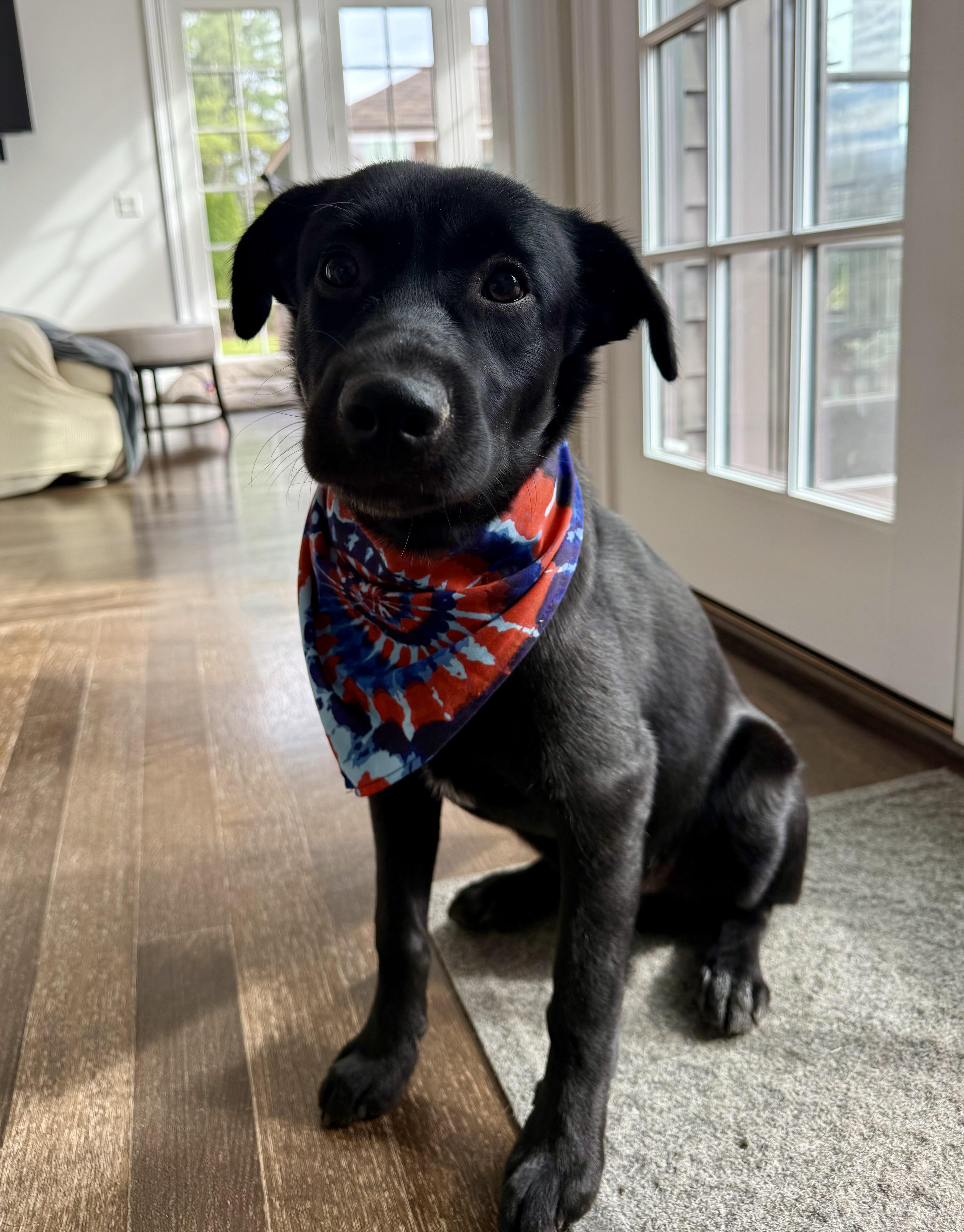 Coal-Has been Adopted!!!, adopted, Puppy Male Labrador Retriever & Collie.