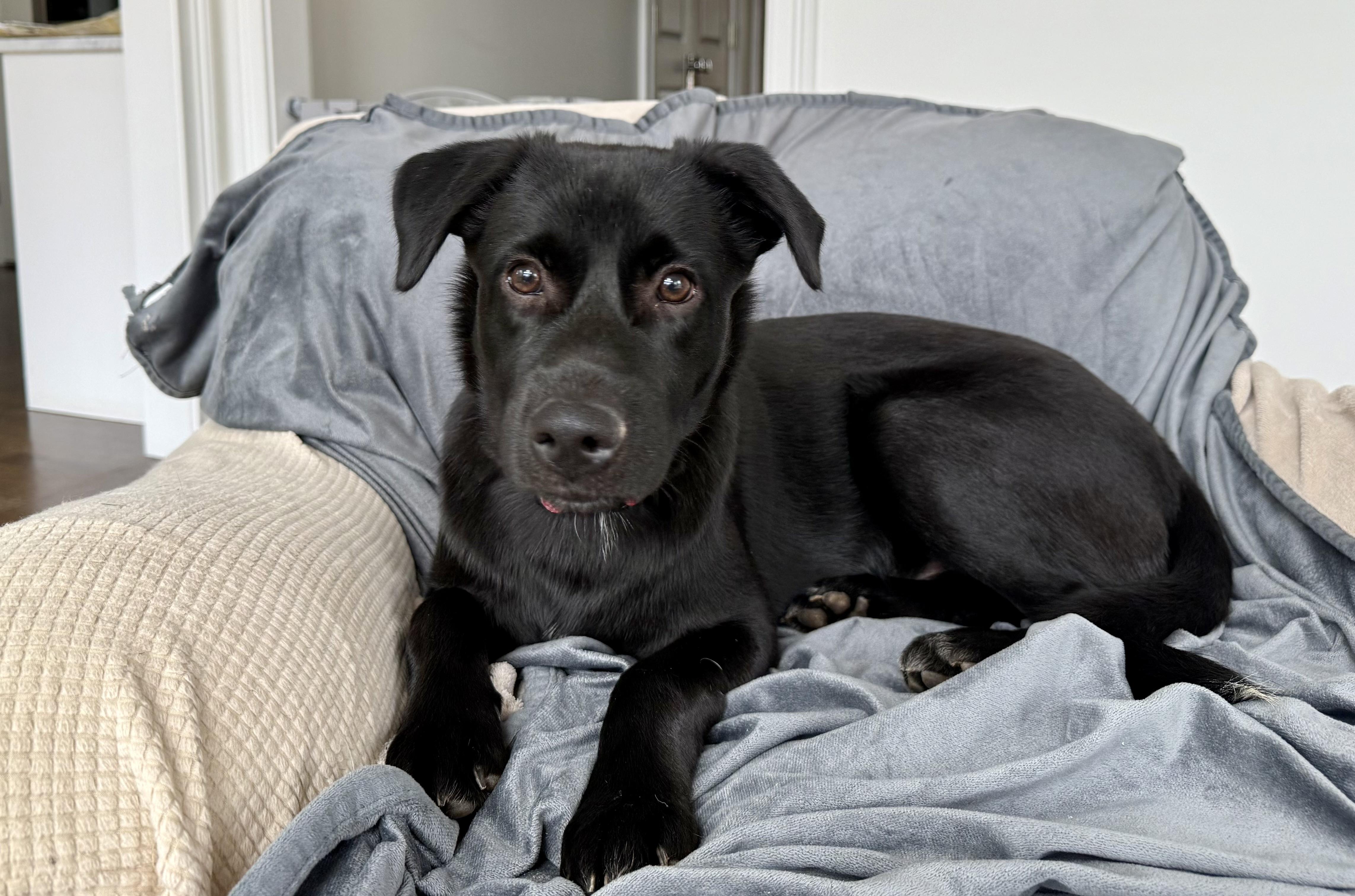 Enlarge Coal-Has been Adopted!!!, a Adoptable mixed breed in Randolph, NJ image 2/6