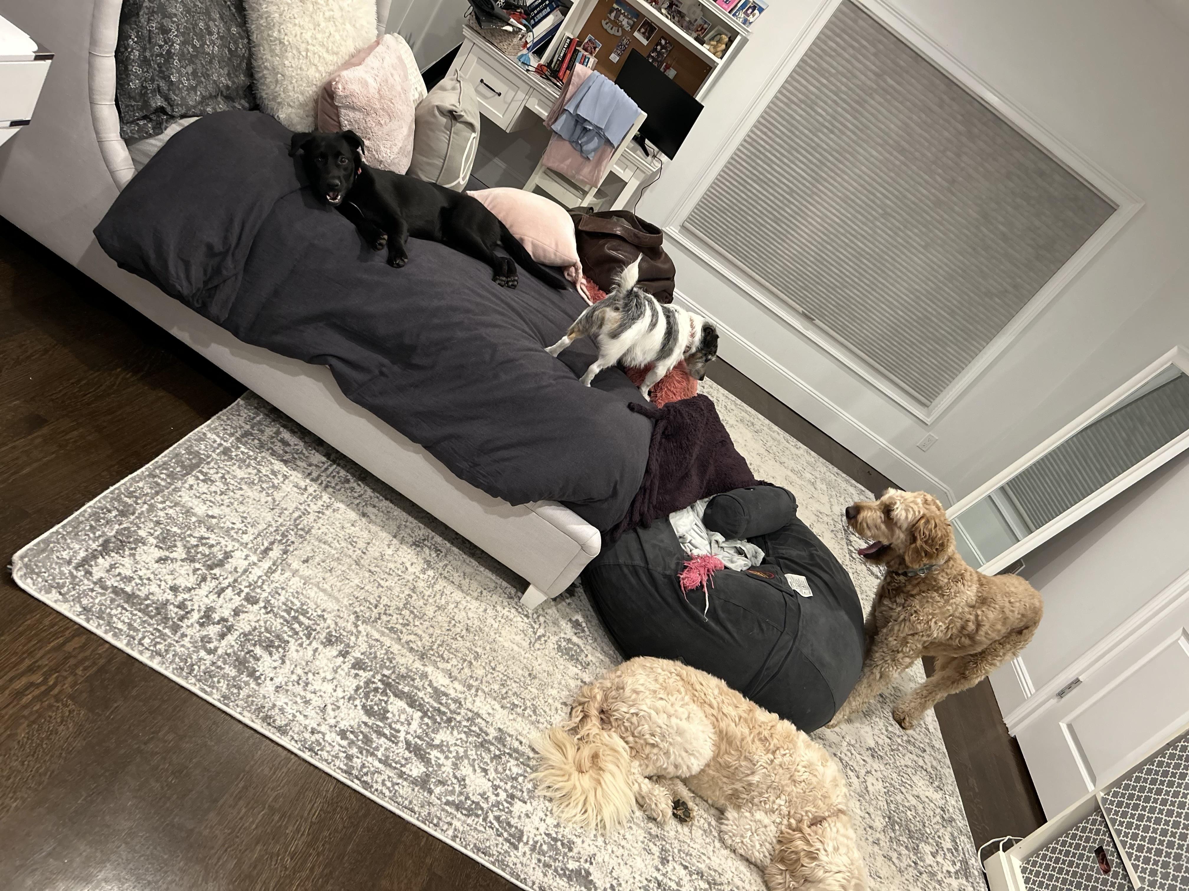 Coal-Has been Adopted!!!