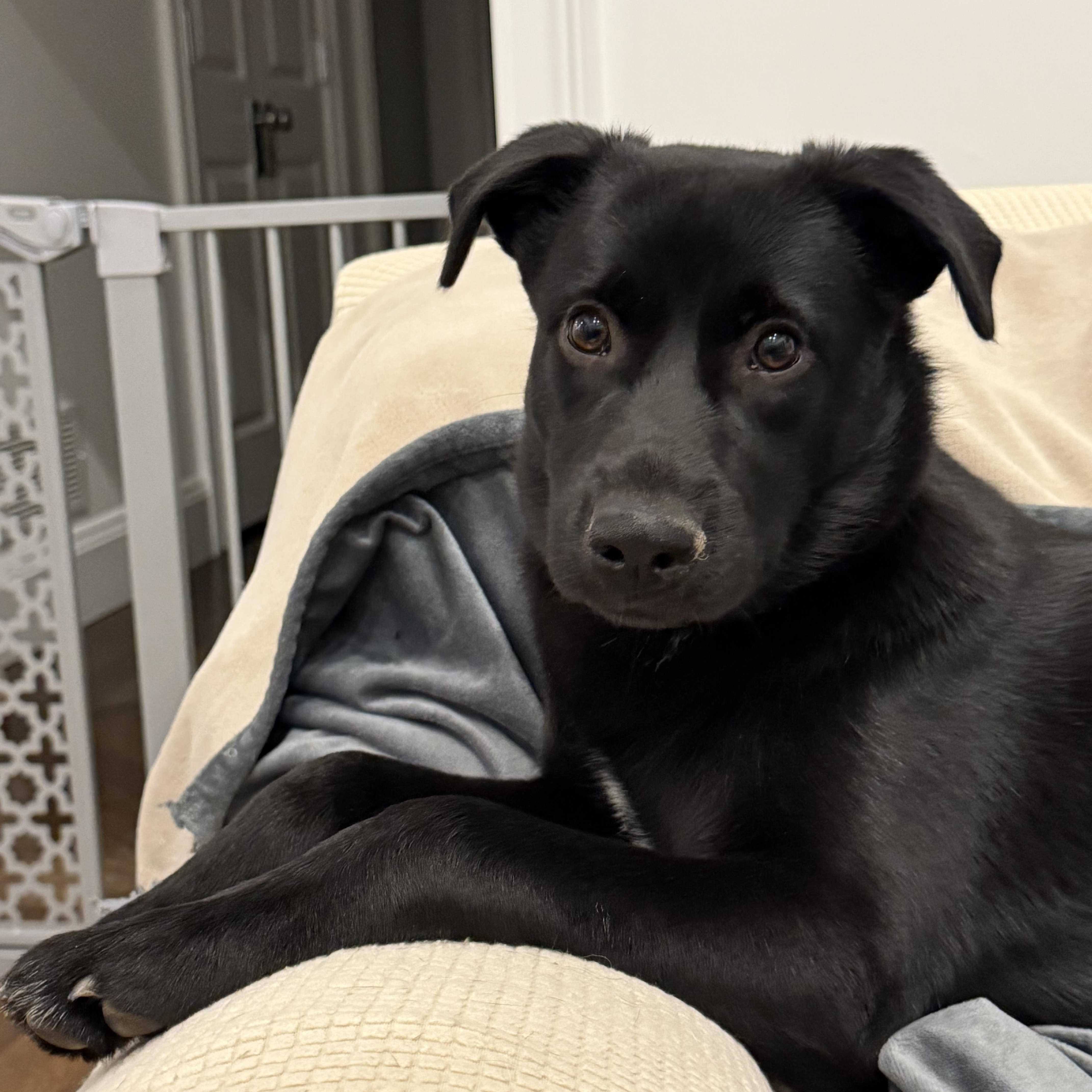 Coal-Has been Adopted!!!