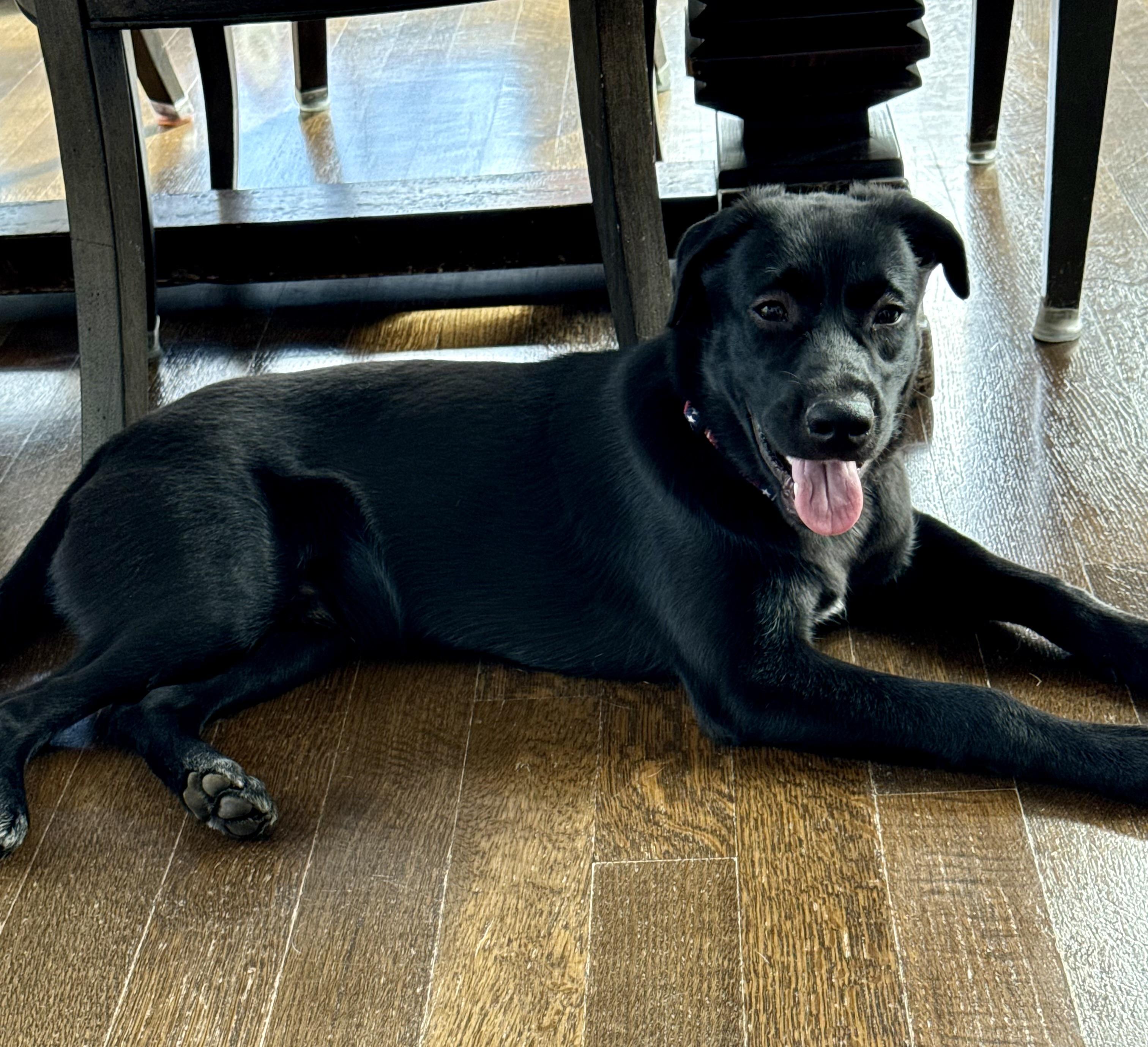 Enlarge Coal-Has been Adopted!!!, a Adoptable mixed breed in Randolph, NJ image 4/6