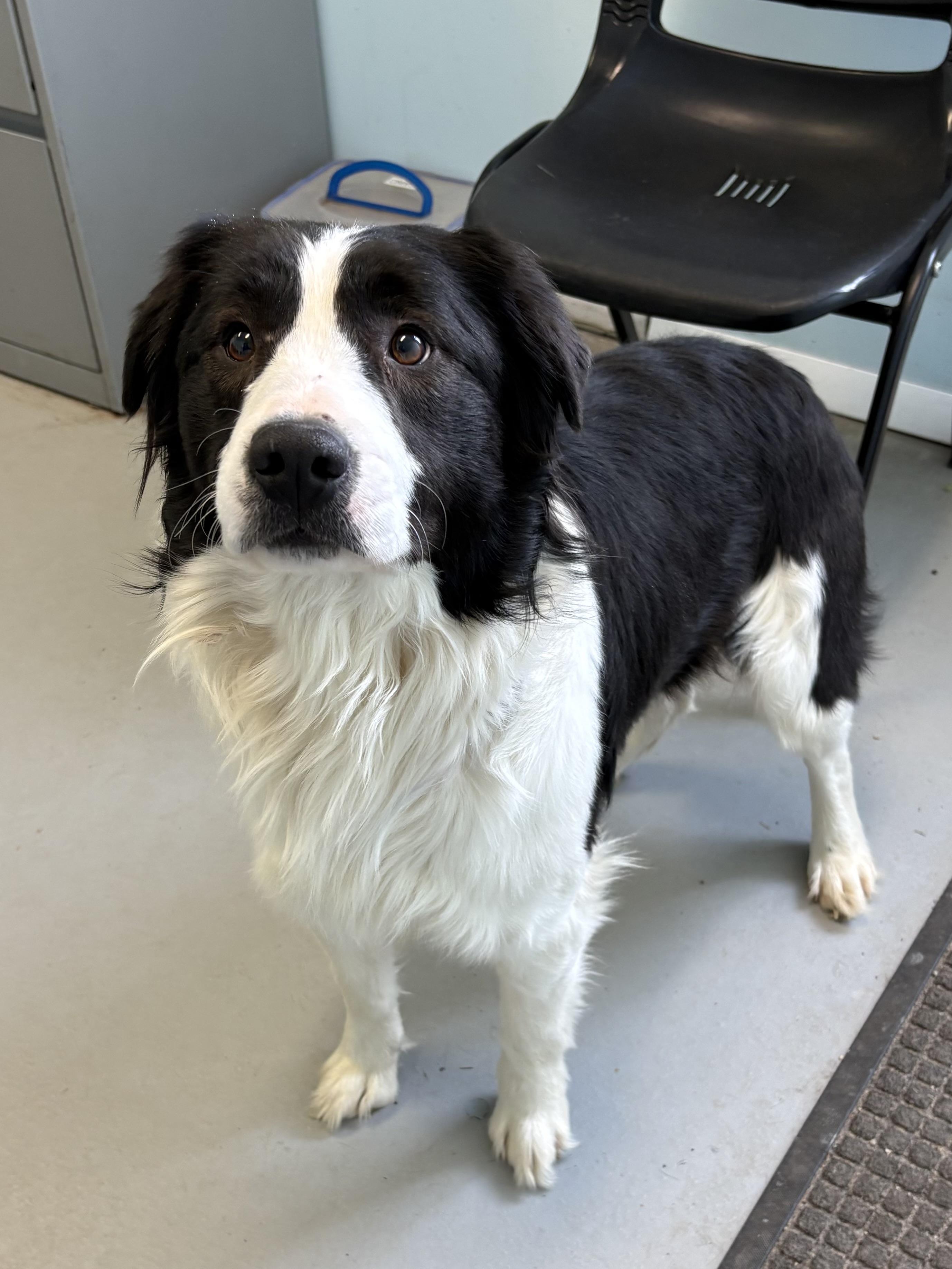 Enlarge Bandit, a ADOPTABLE Mixed Breed in Big Rapids, MI image 2/2