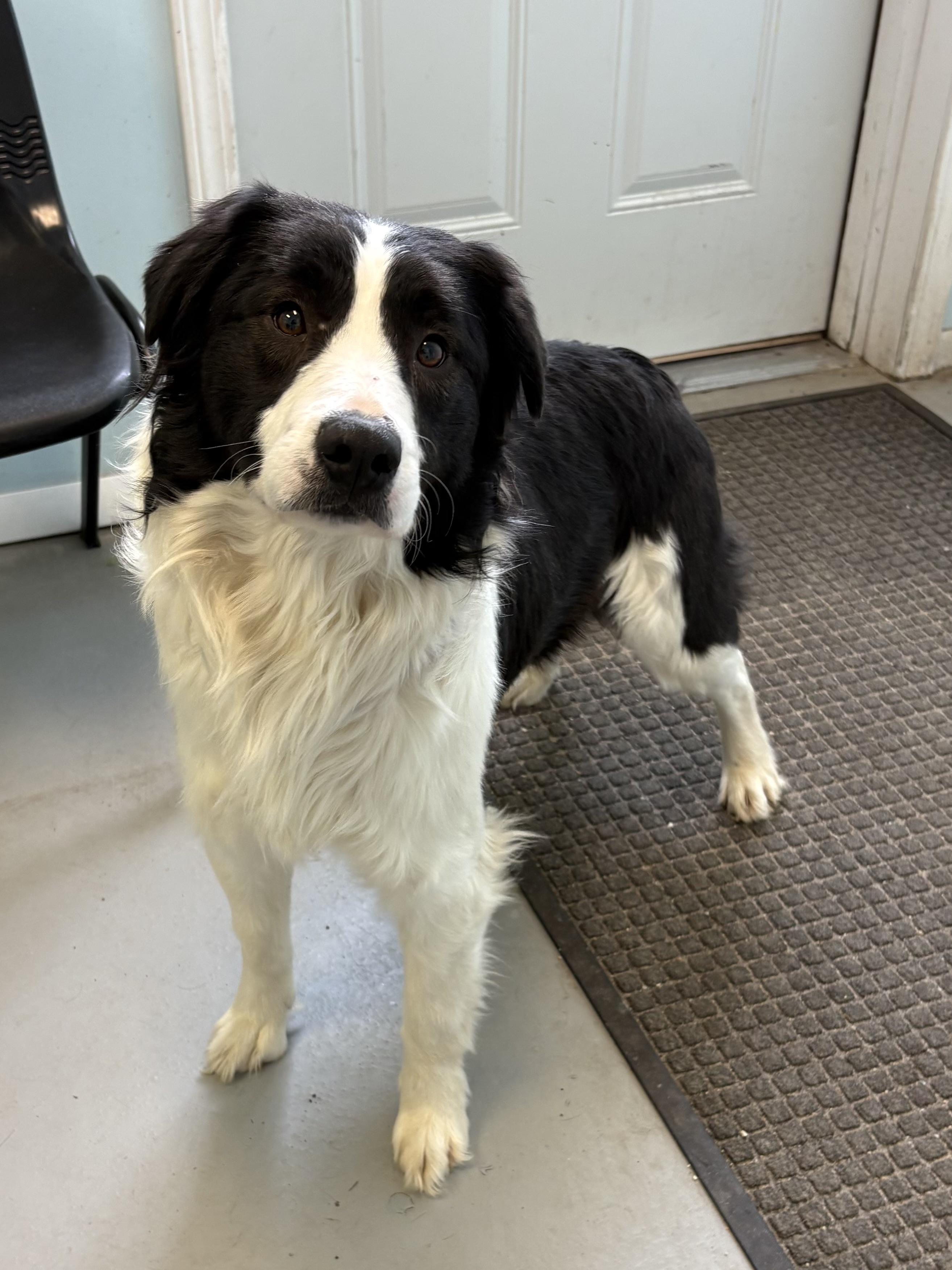 Enlarge Bandit, a ADOPTABLE Mixed Breed in Big Rapids, MI image 1/2