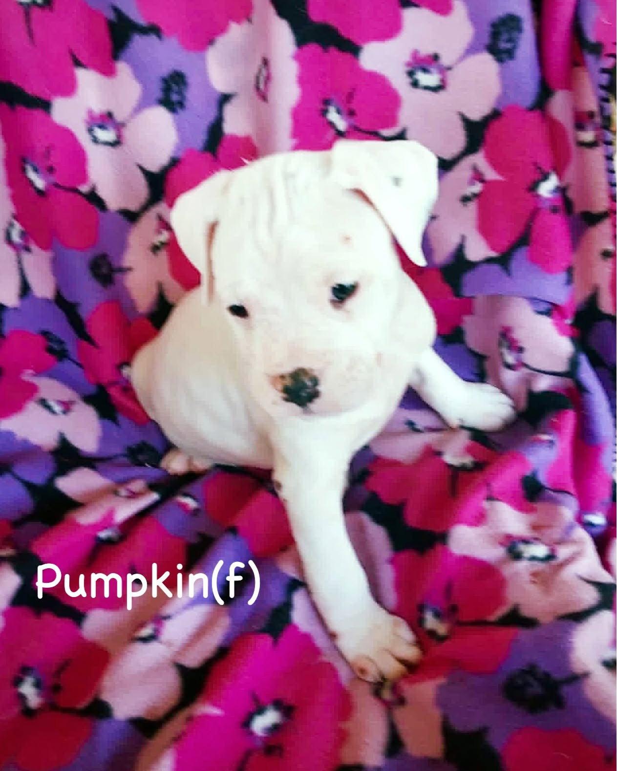 Enlarge Veg Litter - Pumpkin, a Adoptable Boxer in Monticello, NY image 1/1