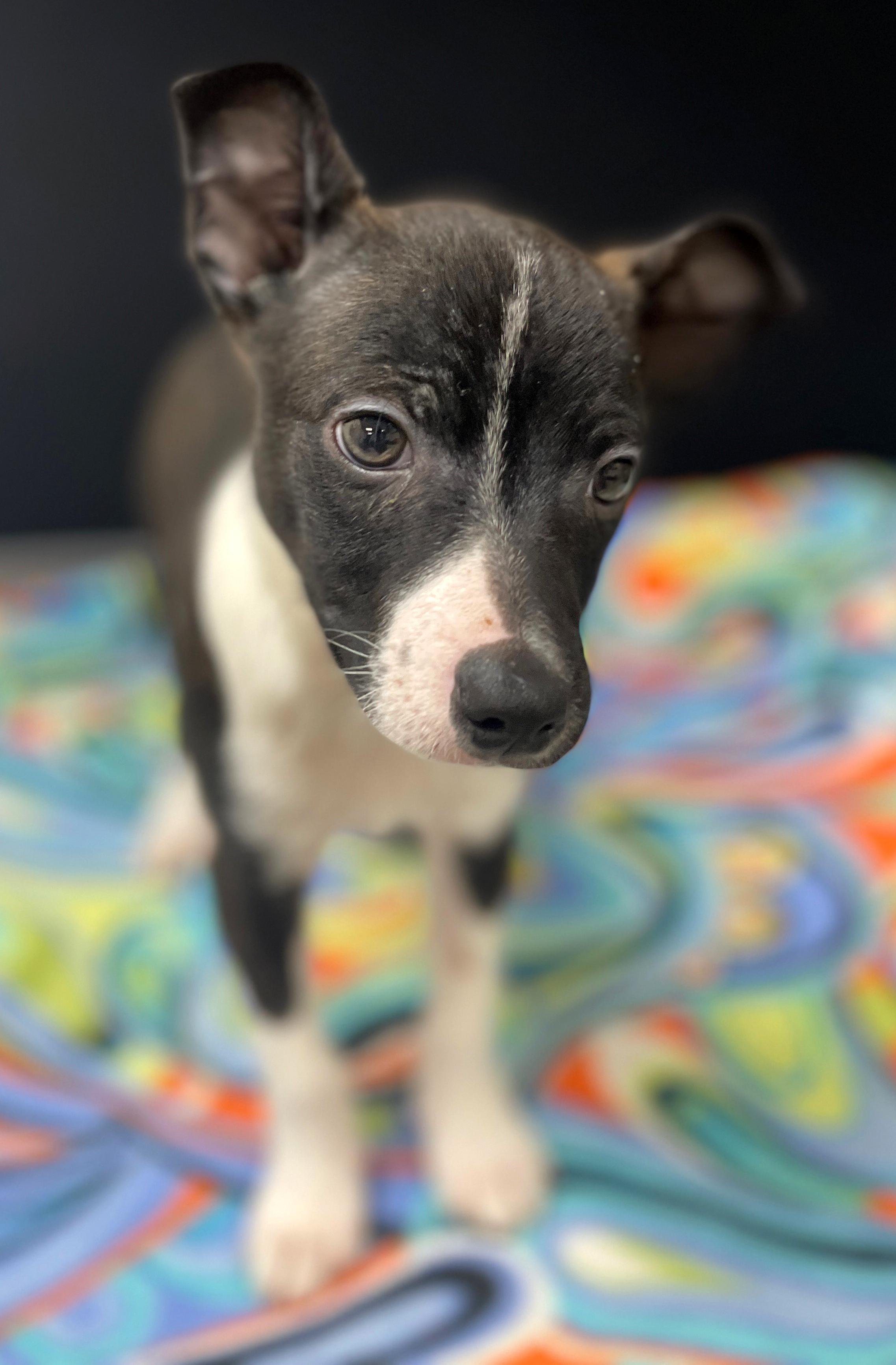 Enlarge Hank, an adoptable mixed breed in Neillsville, WI image 6/6