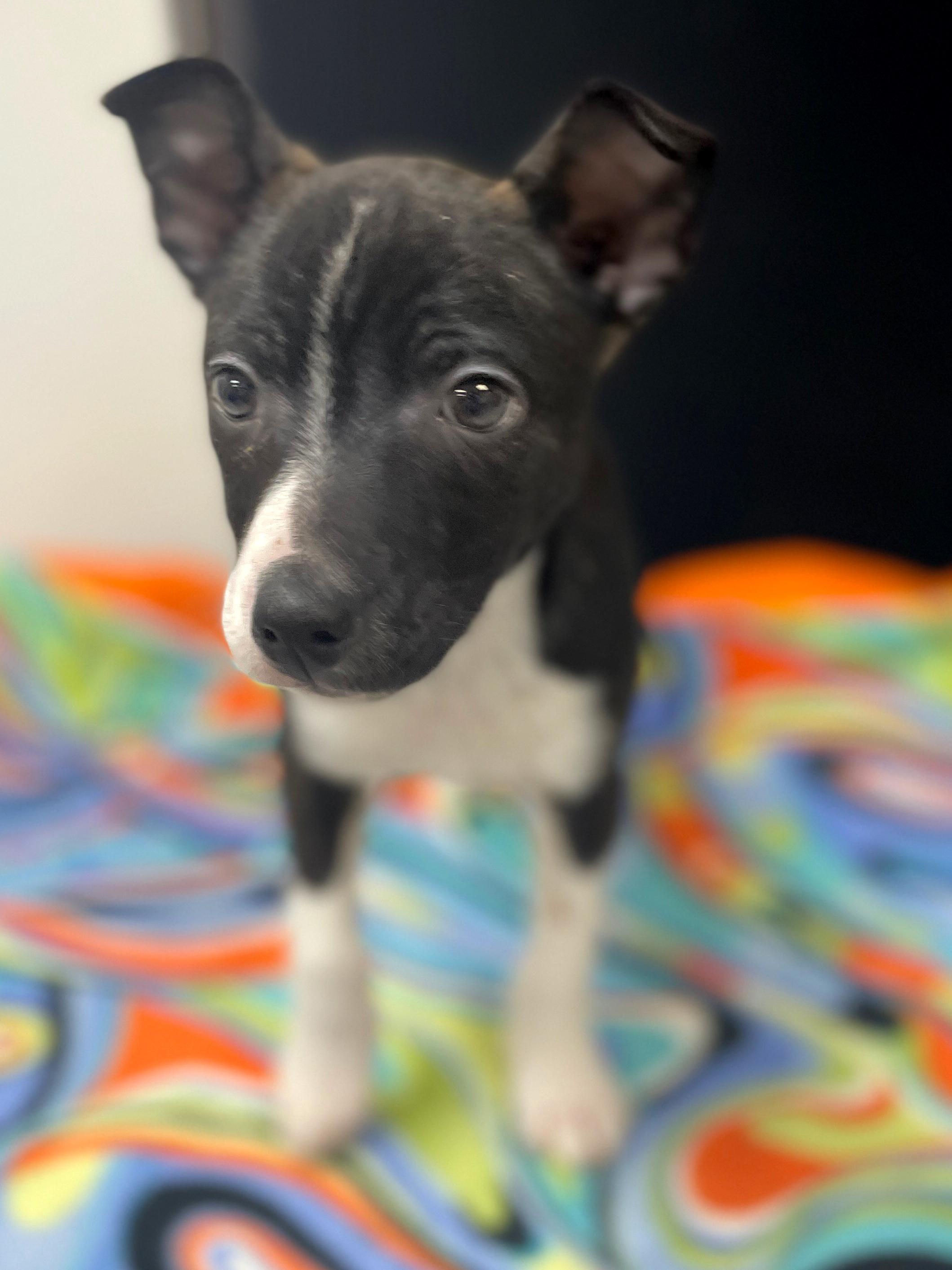 Enlarge Hank, an adoptable mixed breed in Neillsville, WI image 1/6