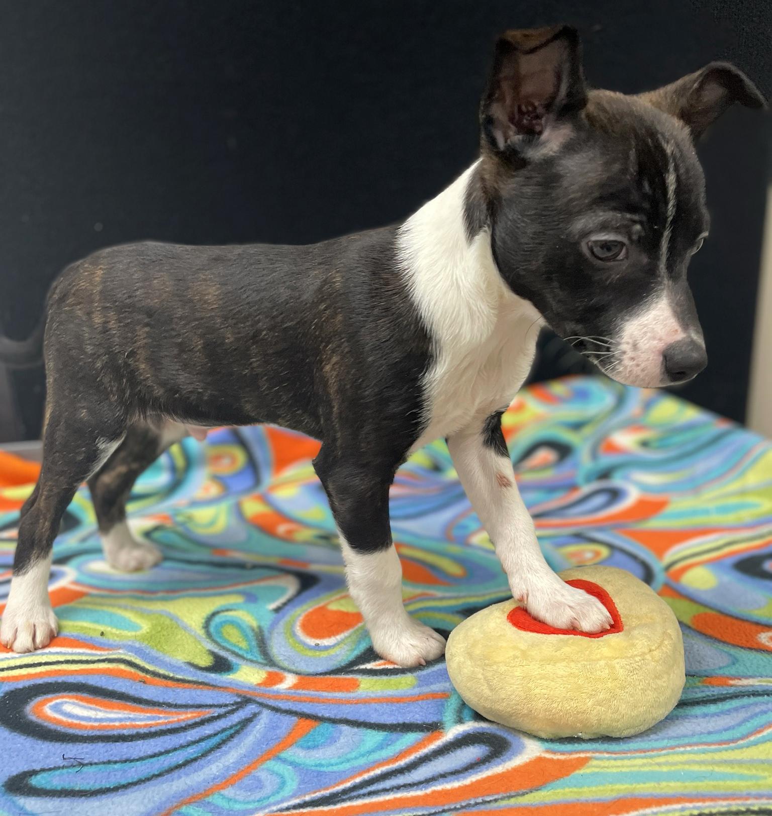 Enlarge Hank, an adoptable mixed breed in Neillsville, WI image 4/6