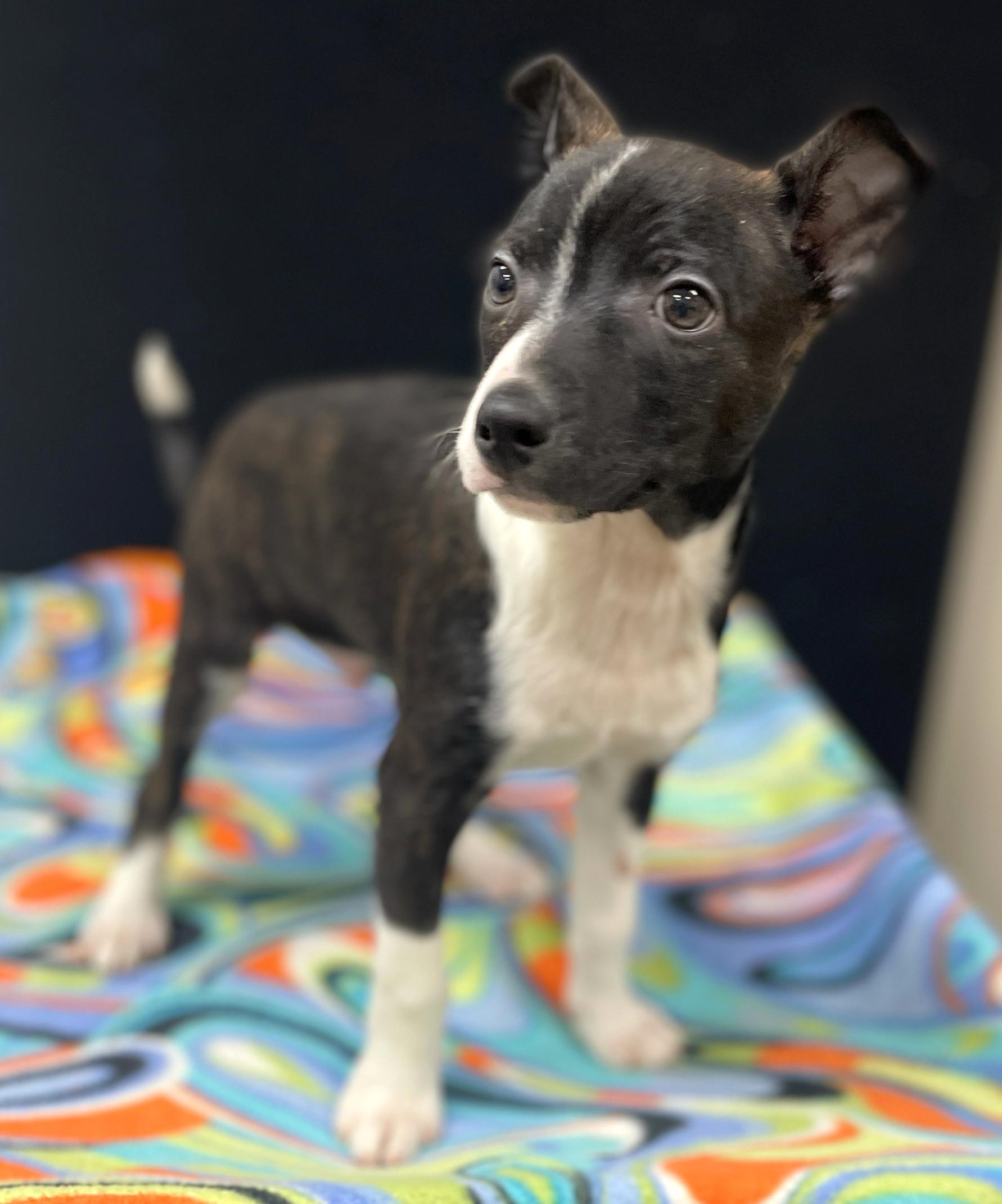 Enlarge Hank, an adoptable mixed breed in Neillsville, WI image 5/6