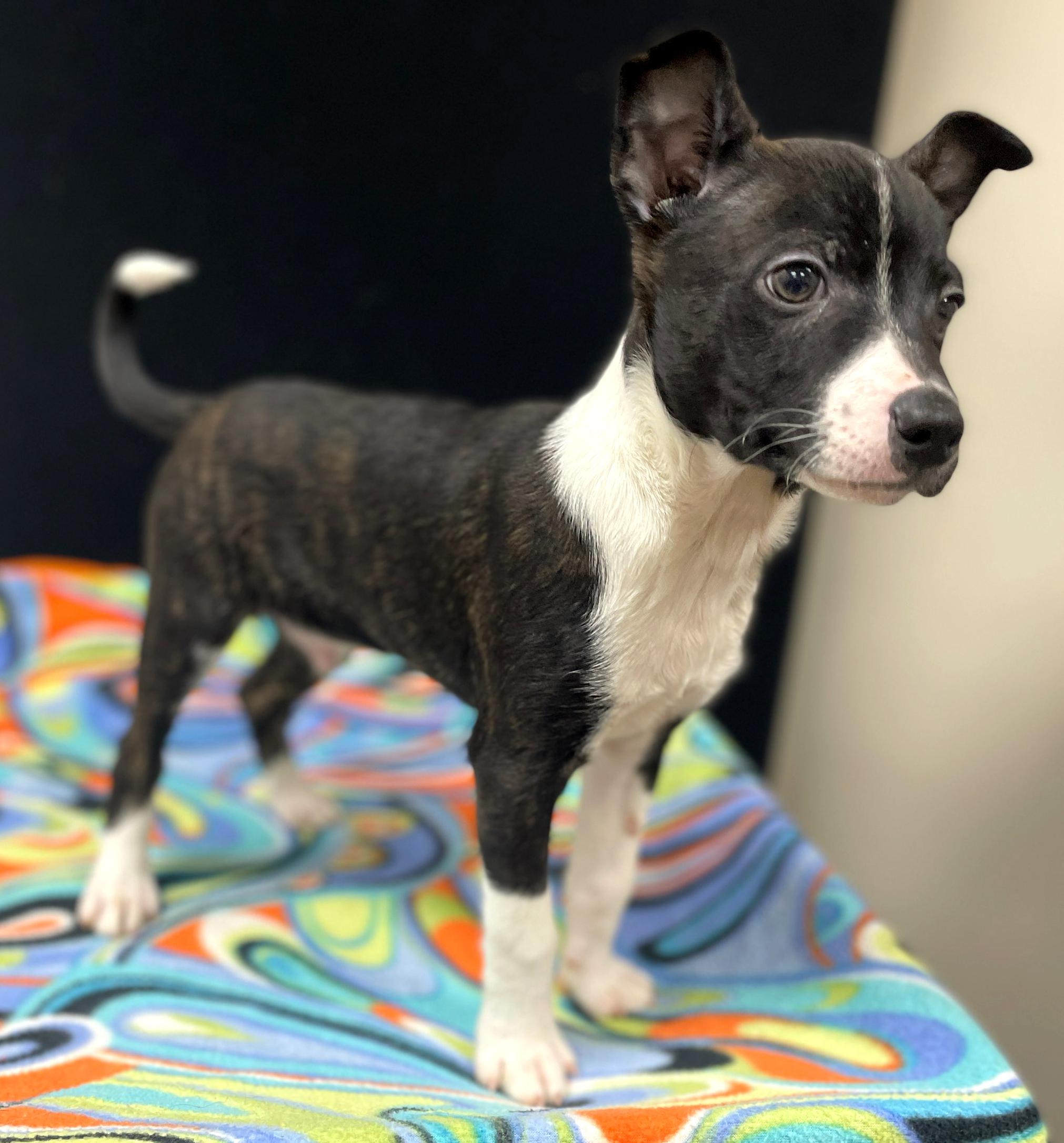 Enlarge Hank, an adoptable mixed breed in Neillsville, WI image 2/6