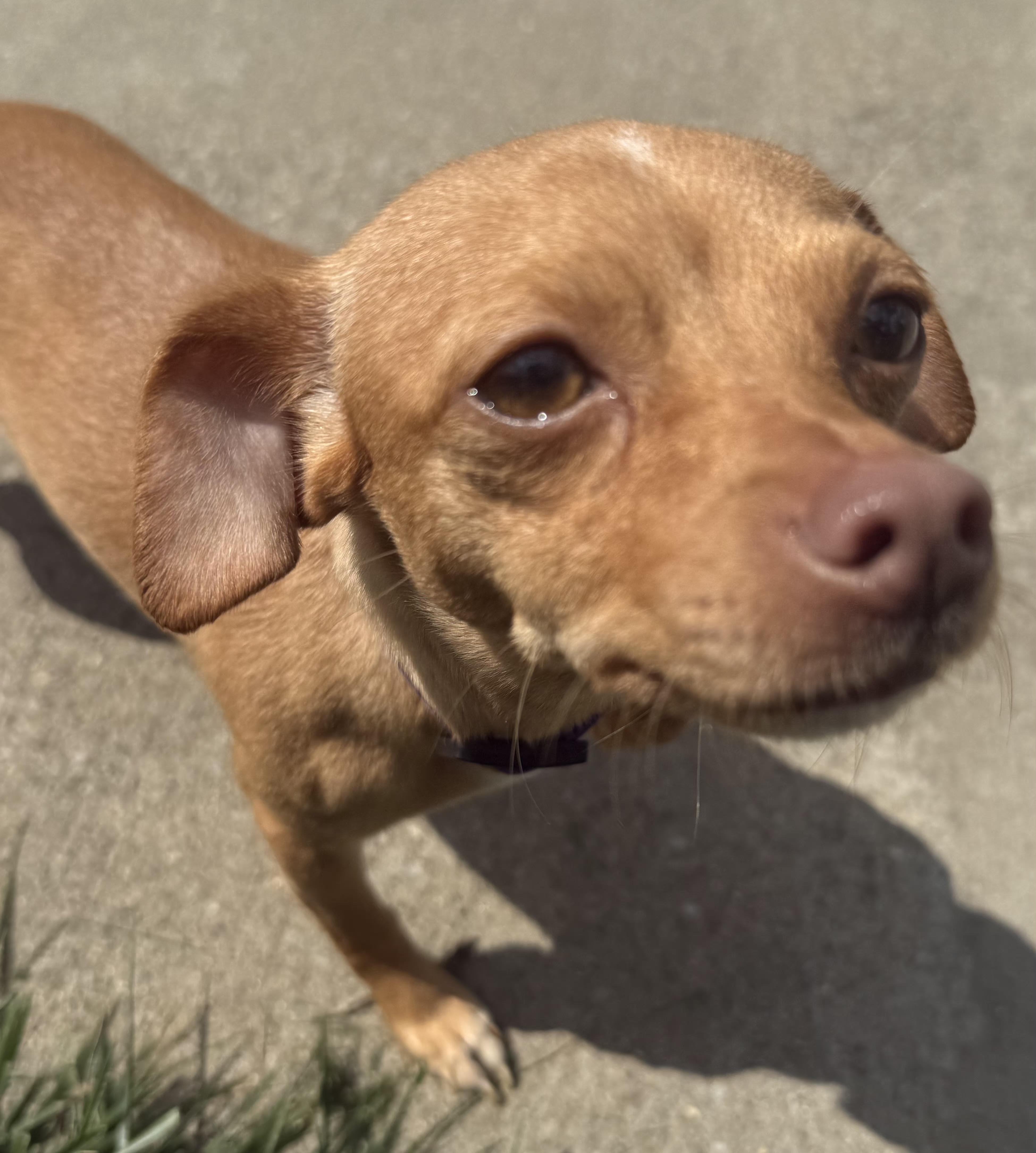 Enlarge Bailey, an adopted Chihuahua in Lexington, KY image 2/4