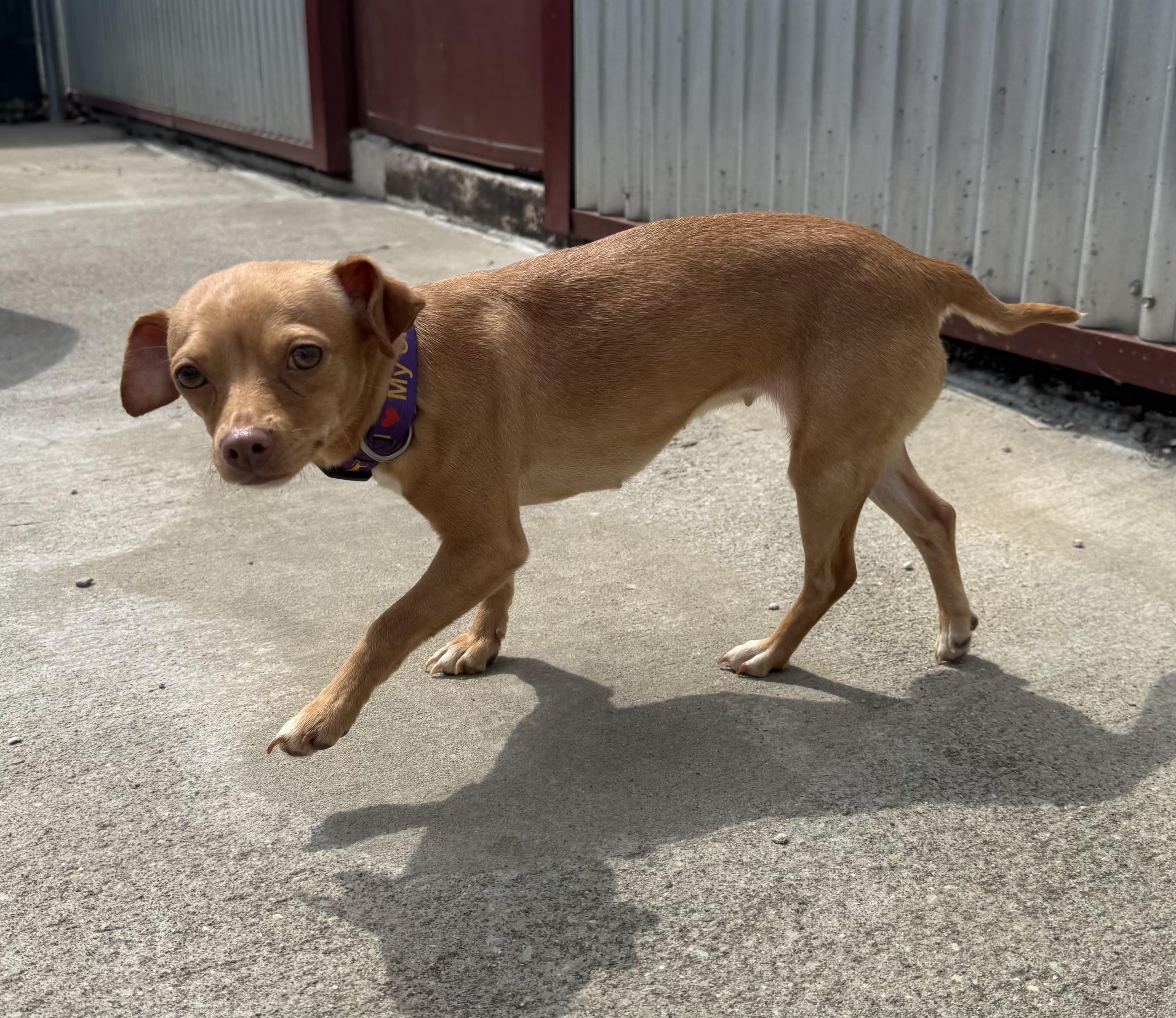Enlarge Bailey, an adopted Chihuahua in Lexington, KY image 4/4