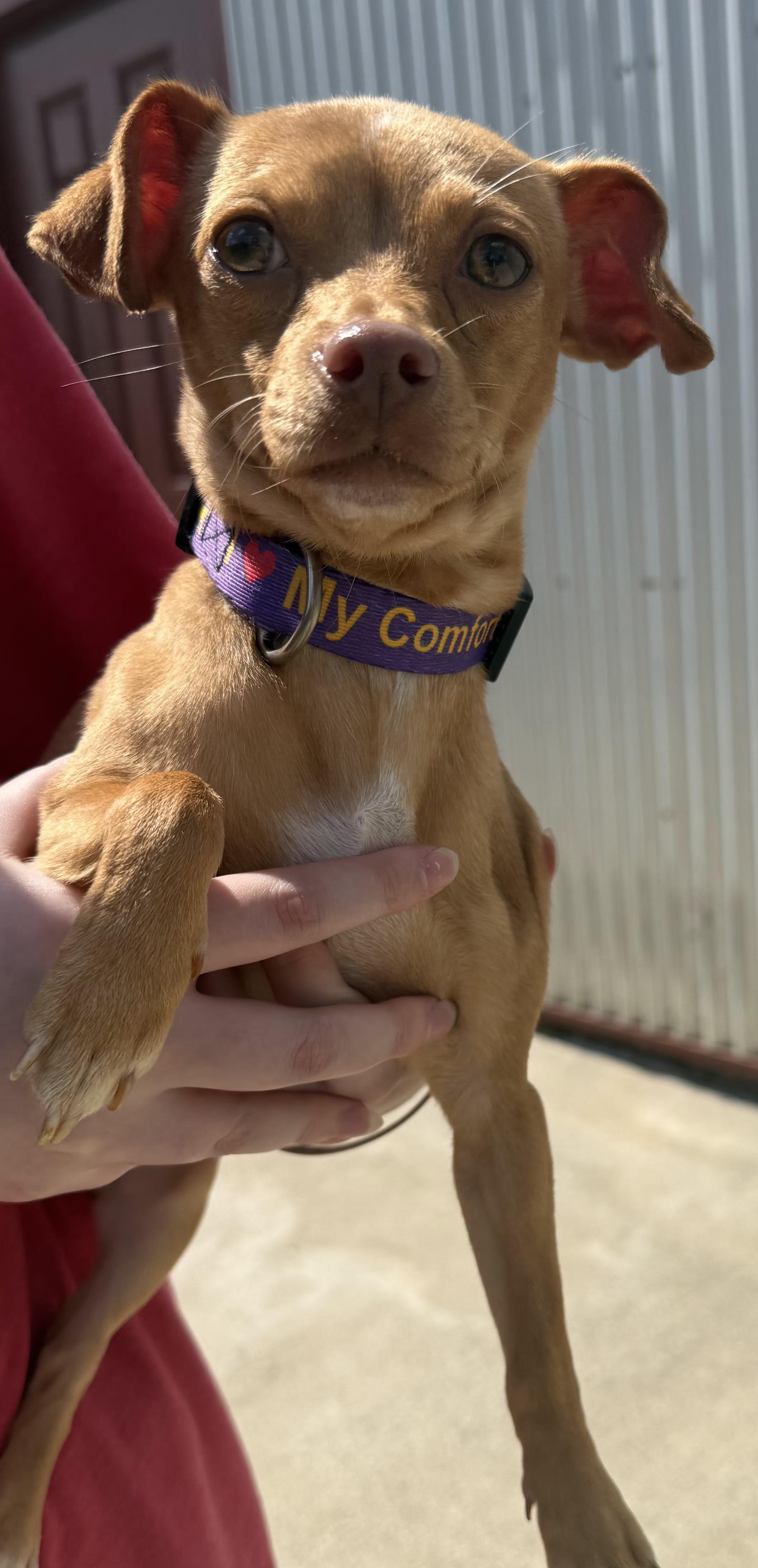 Enlarge Bailey, an adopted Chihuahua in Lexington, KY image 1/4