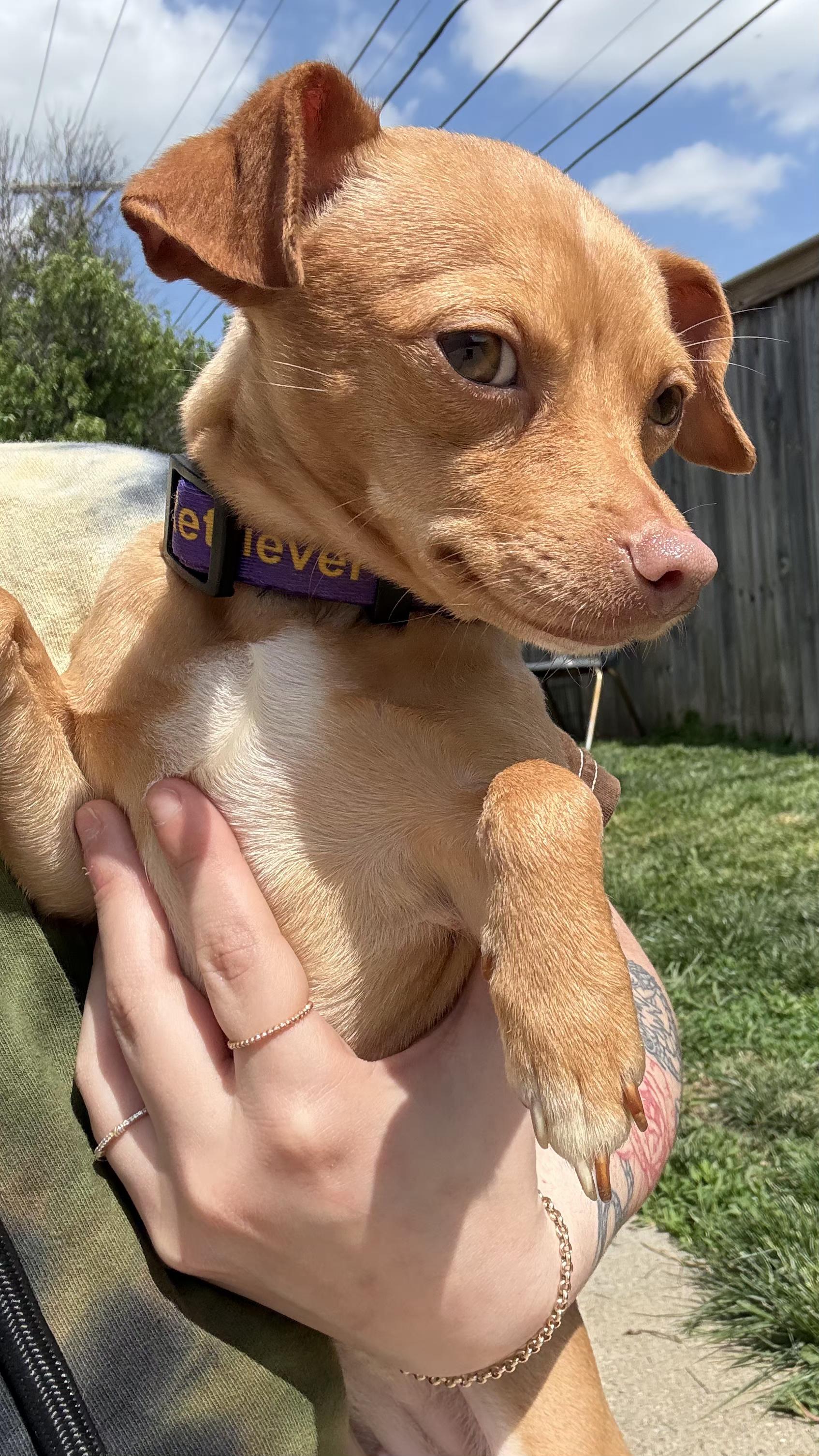 Enlarge Bailey, an adopted Chihuahua in Lexington, KY image 3/4