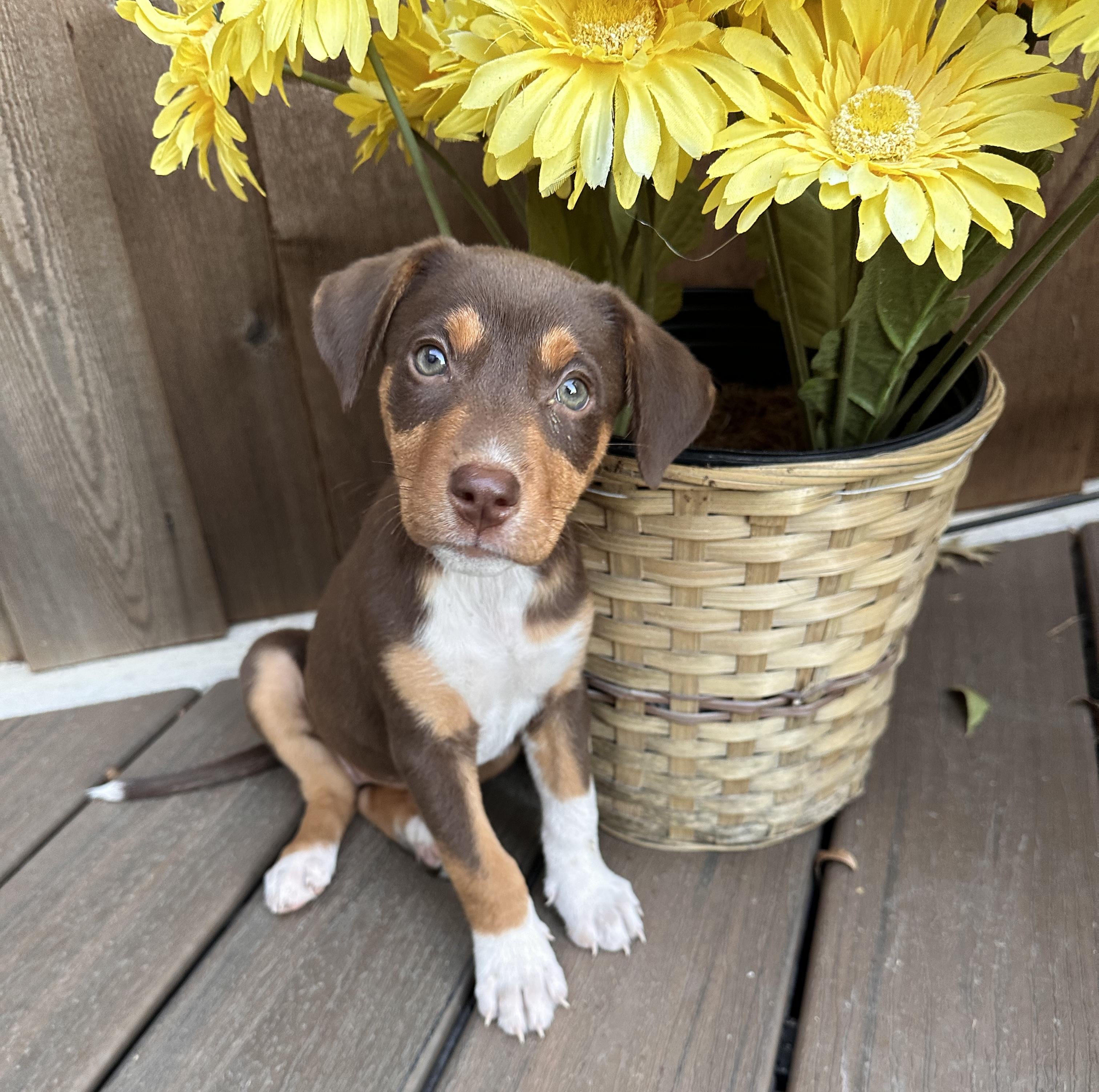 Buffy, Adopted, Puppy Female Doberman Pinscher & Vizsla.