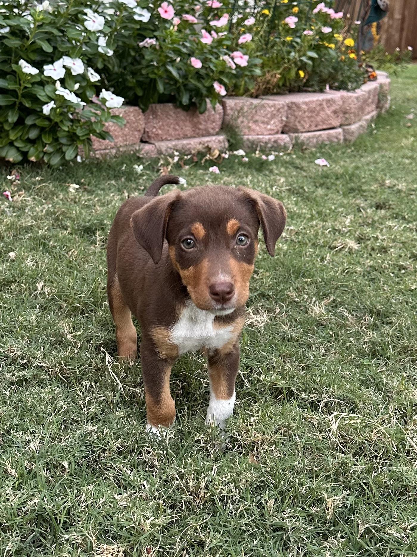 Enlarge Buffy, a Adopted mixed breed in Southlake, TX image 2/2