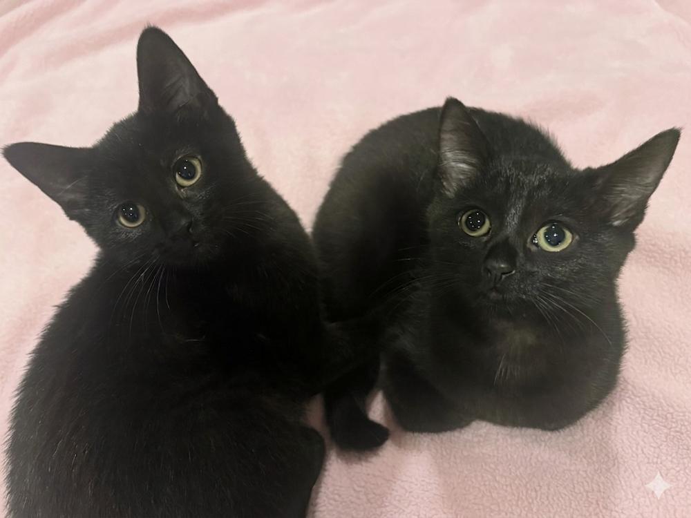 Enlarge Holly w/ Tinsel, a Adoptable Domestic Short Hair in Duxbury, MA image 1/1