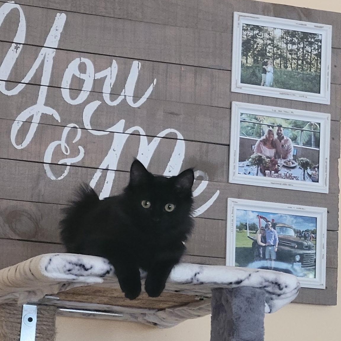 Enlarge Spice, a Adoptable Domestic Long Hair in Menasha, WI image 3/4