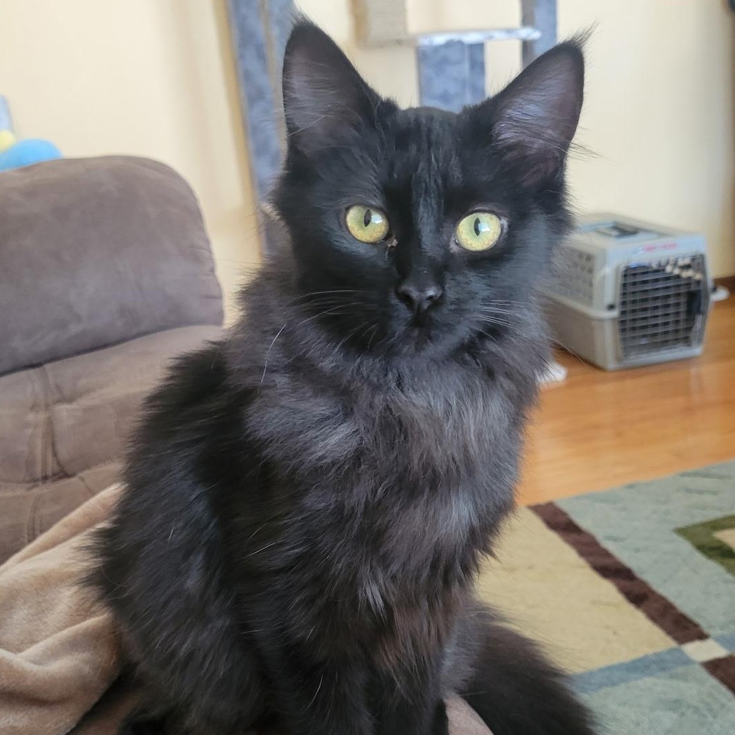 Spice, Adoptable, Kitten Female Domestic Long Hair.