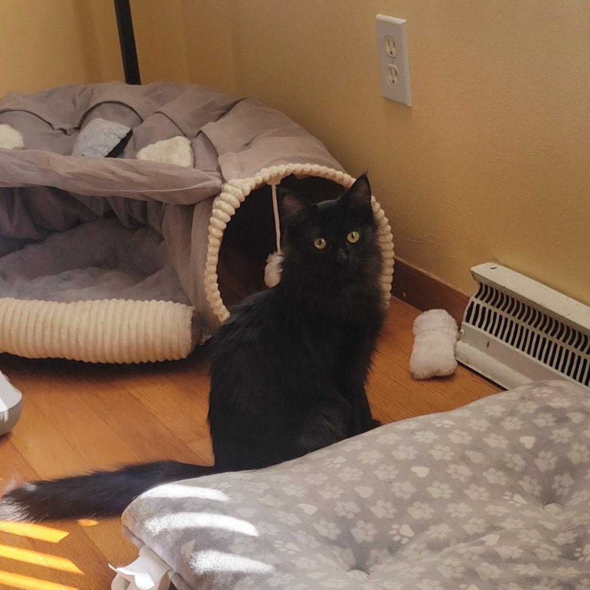 Enlarge Spice, a Adoptable Domestic Long Hair in Menasha, WI image 4/4