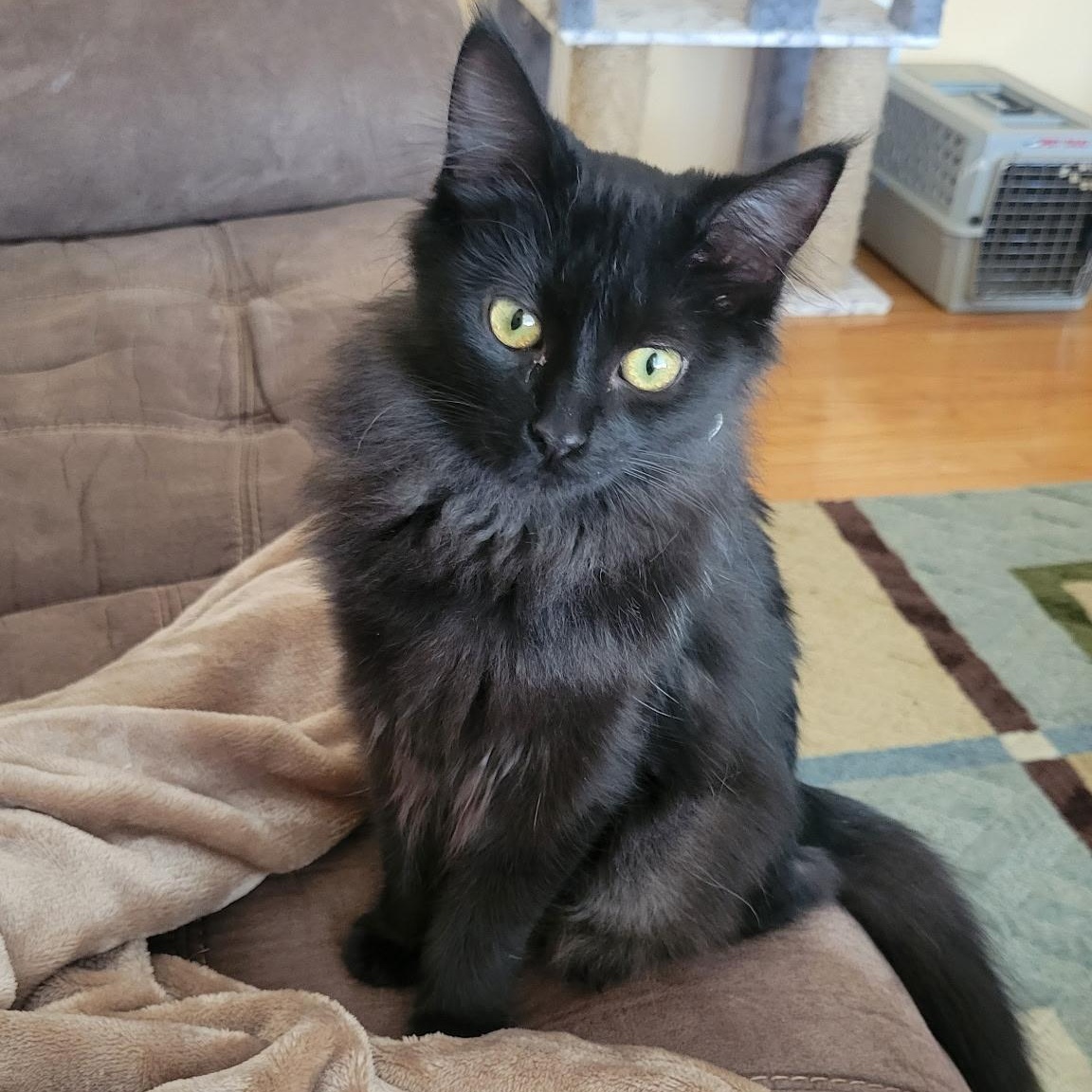 Enlarge Spice, a Adoptable Domestic Long Hair in Menasha, WI image 2/4