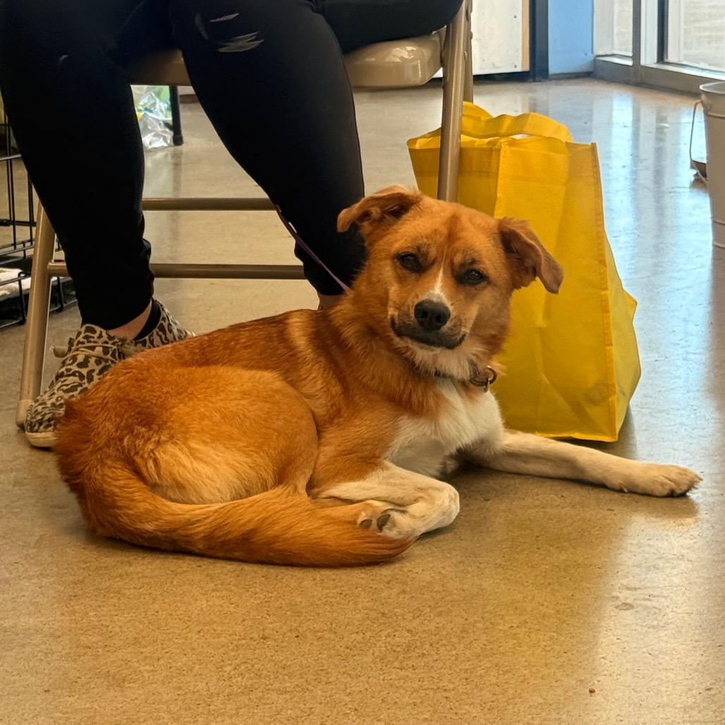 Enlarge Foxy, a Adoptable mixed breed in Pittsburg, KS image 1/2