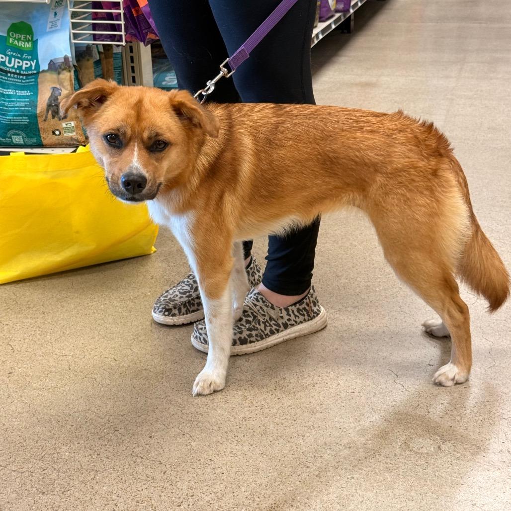 Enlarge Foxy, a Adoptable mixed breed in Pittsburg, KS image 2/2