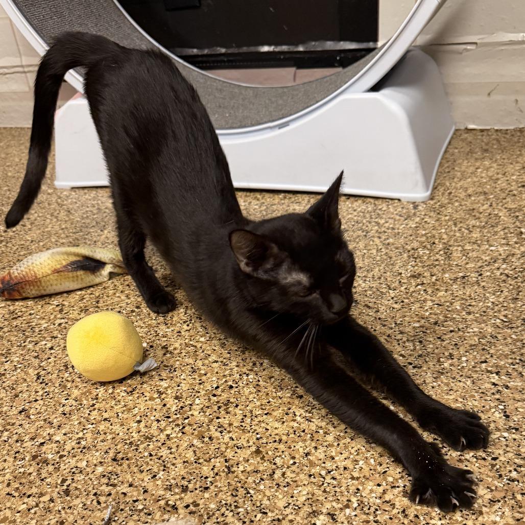 Odette, Adoptable, Adult Female Domestic Short Hair.