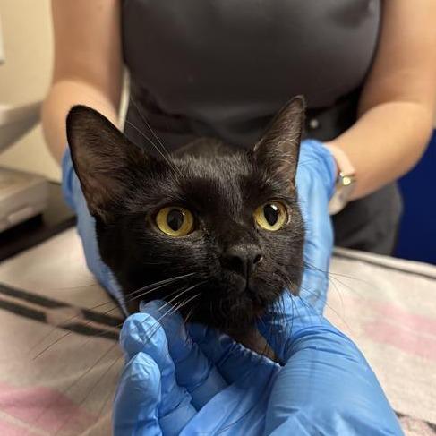 Odette, a Adoptable Domestic Short Hair in Tempe, AZ image 2/6