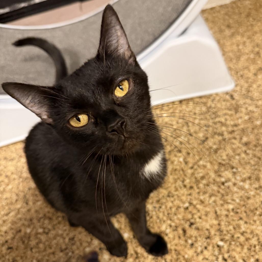 Odette, a Adoptable Domestic Short Hair in Tempe, AZ image 3/6