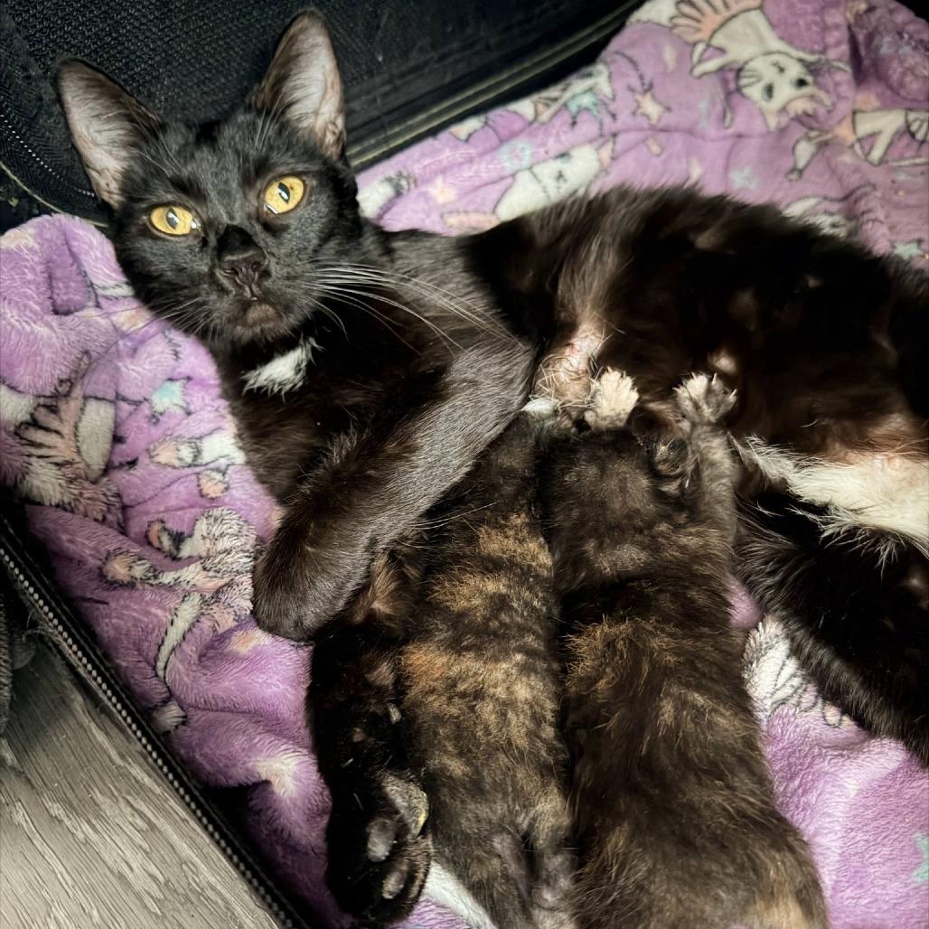 Odette, a Adoptable Domestic Short Hair in Tempe, AZ image 4/6