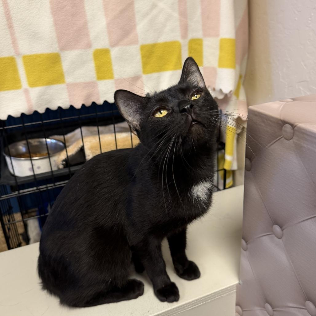 Odette, a Adoptable Domestic Short Hair in Tempe, AZ image 5/6