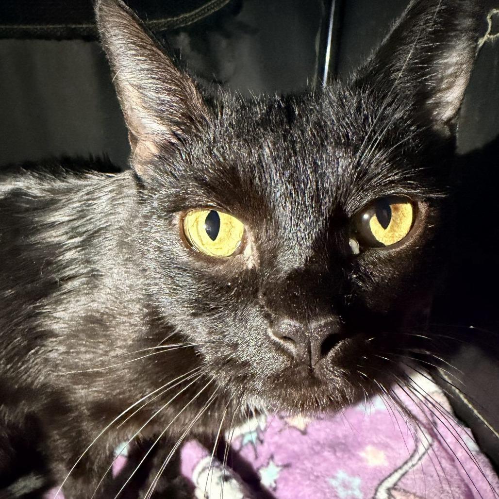 Odette, a Adoptable Domestic Short Hair in Tempe, AZ image 6/6