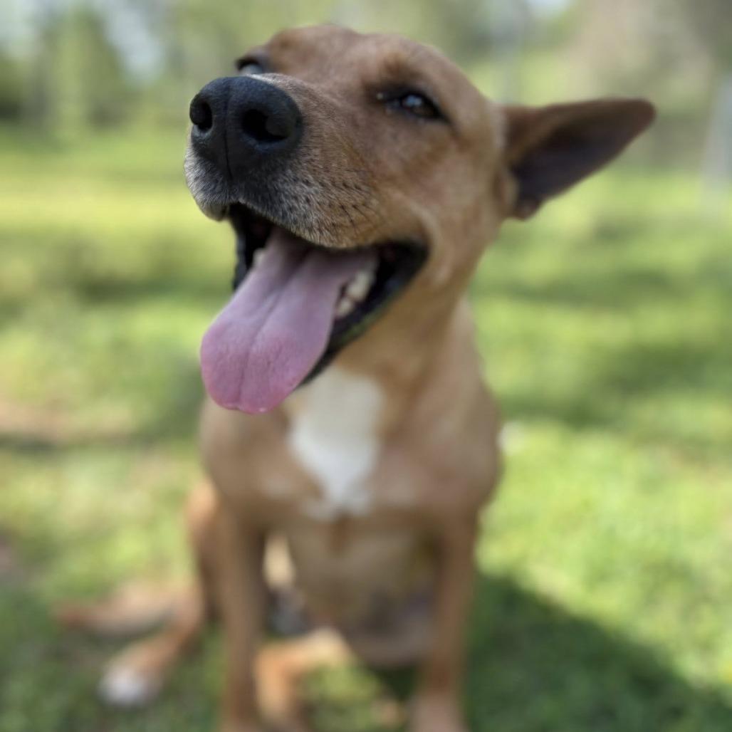 Enlarge Bridgett, a Adoptable mixed breed in Enterprise, AL image 1/2