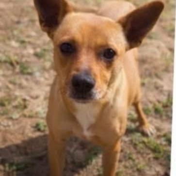 Bridgett, Adoptable, Adult Female Cattle Dog & Terrier.