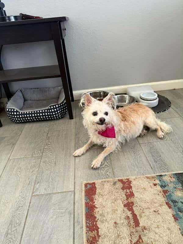 Poppy
