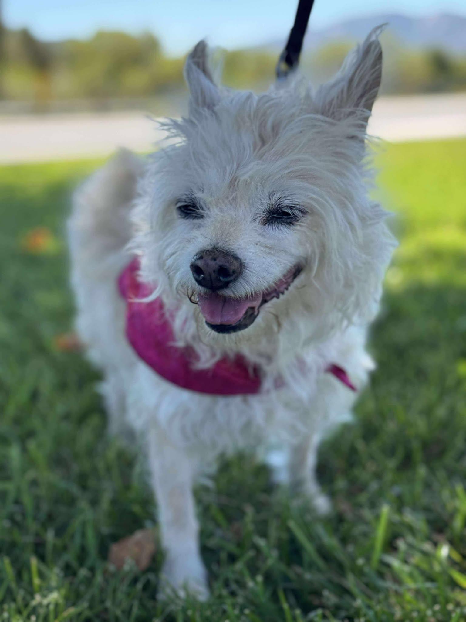 Poppy