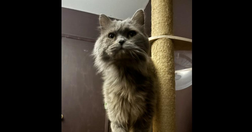 Toby, Adoptable, Young Male Persian.