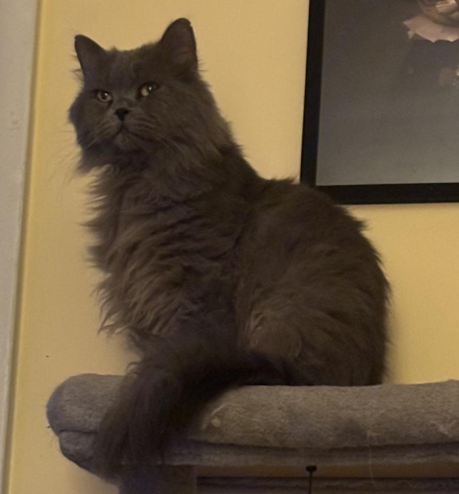 Enlarge Toby, a Adoptable Persian in Vienna , VA image 2/6