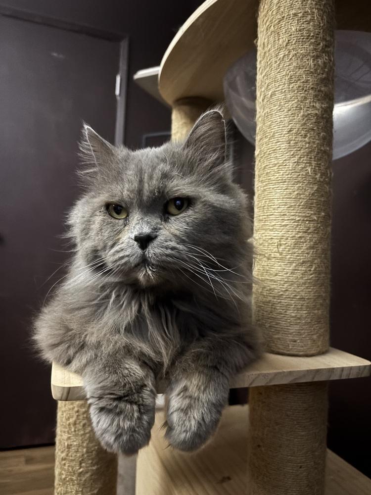 Enlarge Toby, a Adoptable Persian in Vienna , VA image 3/6