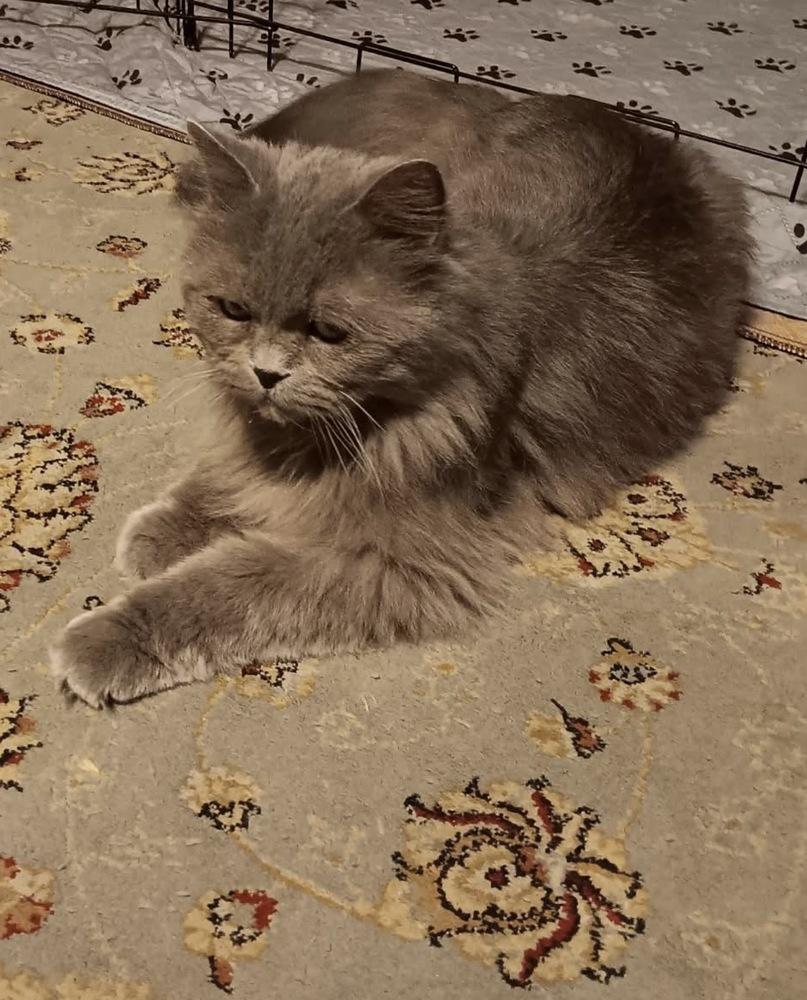 Enlarge Toby, a Adoptable Persian in Vienna , VA image 4/6