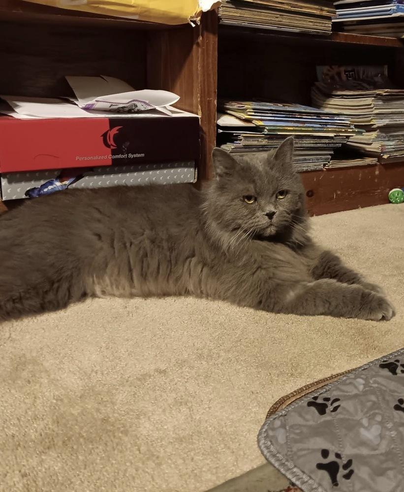 Enlarge Toby, a Adoptable Persian in Vienna , VA image 6/6