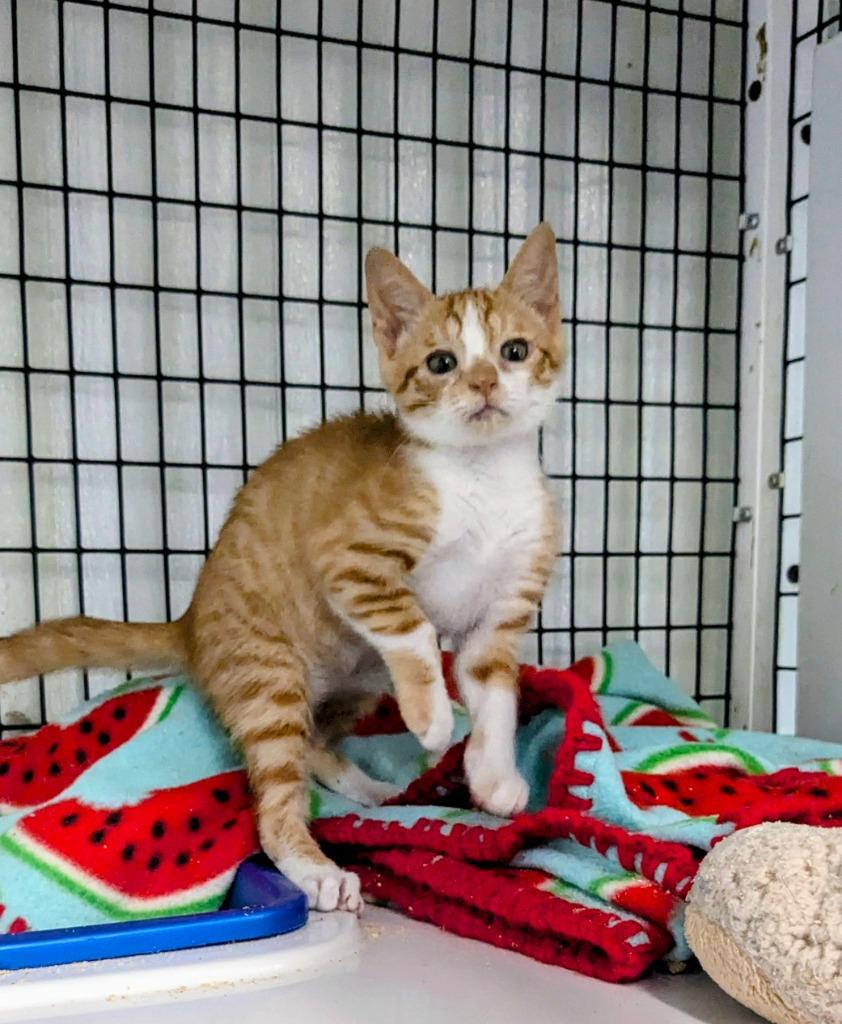 Enlarge Unique, a Adoptable mixed breed in Luling, TX image 1/2