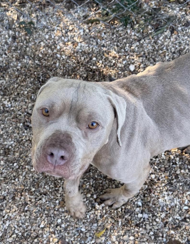 Enlarge Mona, a ADOPTABLE Mixed Breed in Rayne, LA image 1/3