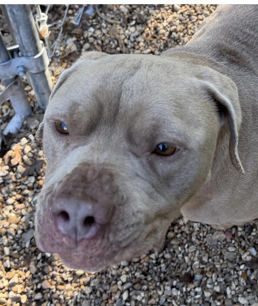 Enlarge Mona, a ADOPTABLE Mixed Breed in Rayne, LA image 3/3